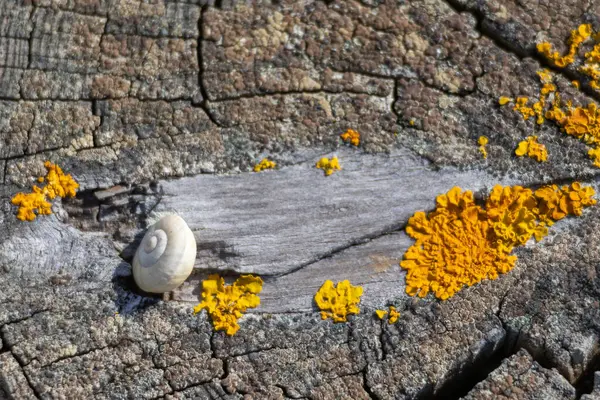 Yıpranmış ahşap yüzeydeki salyangoz kabuğunu kapatın. Canlı sarı liken ile süslenip doğanın detaylarının güzelliğini gözler önüne serin.