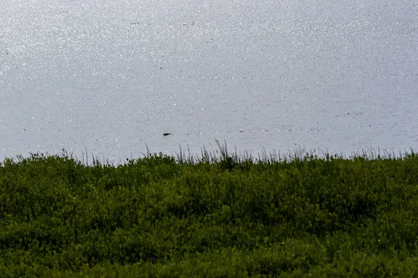 Misk faresi güneşli bir günde, sakin, çimenli bir sahil kenarında parıldayan suda yüzüyor.