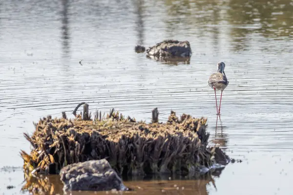 Siyah kanatlı stilt güneşli bir günde sığ sularda yürüyüp gidiyor