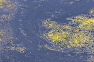Kirlenmiş su yüzeyinde yeşil lifli algler büyüyor.