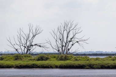 Karabataklar, sulak bir yaşam alanındaki çıplak ağaçlara yuva yapıp tünemektedirler.