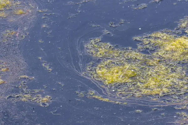 Kirlenmiş su yüzeyinde yeşil lifli algler büyüyor.