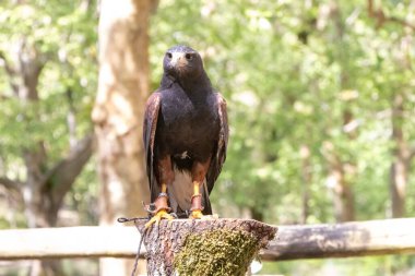 Harris 'in şahini güneşli bir günde Portekiz' deki Tapada Nacional de Mafra 'da bir ağaç kütüğünün üzerinde duruyor.
