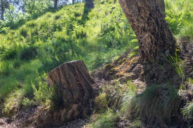 Tapada Nacional de mafra, Portekiz 'de büyük bir meşe ağacının yanında yemyeşil bir bitki kökü bulunur.