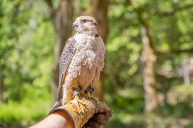 Saker Şahini, doğanın eldivenine tünemiş Tapada Nacional de Mafra, Portekiz 'deki güneşli havanın tadını çıkarıyordu.