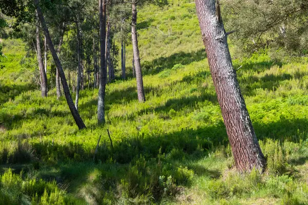 Güneş ışığı çam ağaçlarının arasından süzülür tapada nacional de mafra, Portekiz 'deki canlı yeşil çalılıkları aydınlatır.