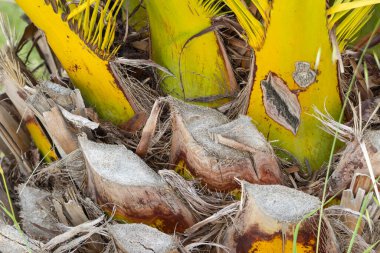 Sapsarı ve yeşil yapraklı hurma gövdeleri; kabuk ve liflerin dokusunu göstermektedir.