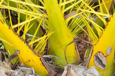 Bir palmiye ağacının gövdesinin titreşimi sarı ve yeşil renklerin karışımını ortaya çıkarıyor, kabuk ve yaprak bazlarının karmaşık desenlerini ve dokularını gösteriyor.