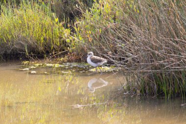Siyah kanatlı yavru sazlıkların yanında sığ sularda yüzüyor, suya yansıyor.