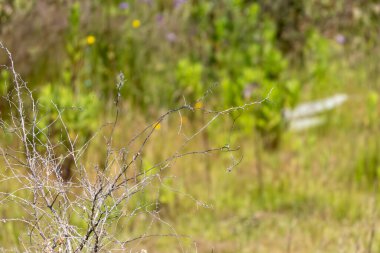 Kuru dallar bulanık yeşil bir çayıra karşı duruyor, yaşam ve çürüme arasında bir tezat oluşturuyor.
