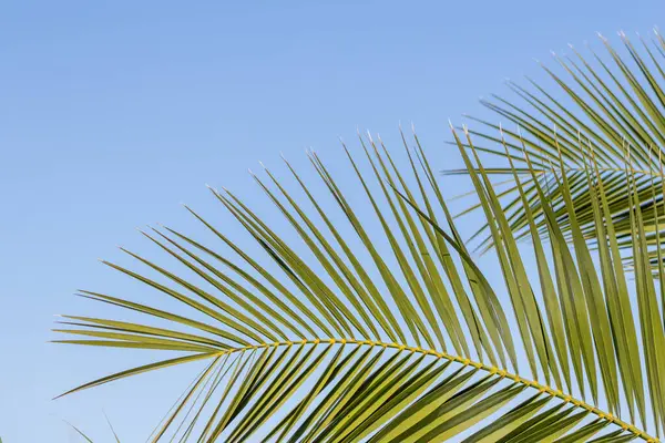 Parlak yeşil palmiye yaprakları, açık mavi gökyüzüne doğru yavaşça sallanırken, sükunet ve tropikal bir cennet hissi uyandırır.