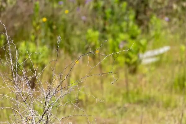 Kuru dallar bulanık yeşil bir çayıra karşı duruyor, yaşam ve çürüme arasında bir tezat oluşturuyor.