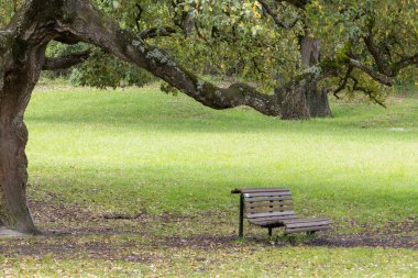 Tahta bank ziyaretçileri Almada, Portekiz 'de sakin bir şehir parkı olan Park Da Paz' daki görkemli bir meşe ağacının gölgesinde dinlenmeye davet ediyor.