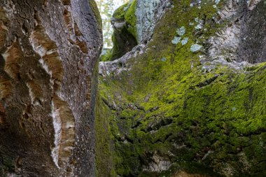 Bir mantar meşe ağacını kapatın. Soyunmuş ağaç kabuğu ve canlı yeşil yosun sergiliyor. Sürdürülebilir mantar mantarını parktaki hasadı vurguluyor.