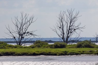 Yeşil bitki örtüsü ve sakin suyu olan lagün manzarasında iki çıplak ağaca tüneyen ve yuva yapan karabataklar.