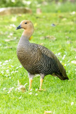 Kaz kafalı - chloephaga rubidiceps - Park da paz, almada, Portekiz 'de yeşil çimlerin üzerinde duruyor