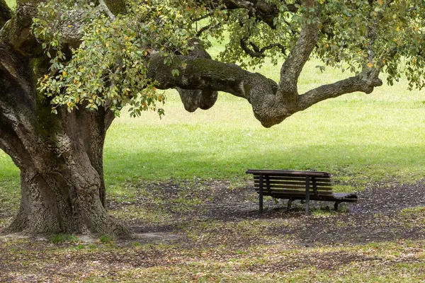Park da paz, almada, Portekiz 'deki bir meşe ağacının geniş dallarının altında uzanan boş bir bankın yer aldığı sakin bir sahne.