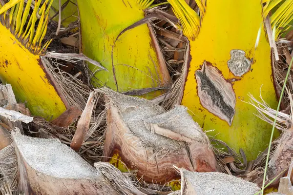 Bir palmiye ağacının desenli kabuğunu, canlı sarı ve yeşil tonlarını vurgulayan yakın görünüm