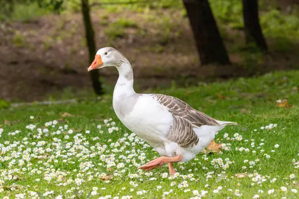 Kaz, Portekiz, Parkı 'ndaki papatya tarlasında huzurlu bir yürüyüşün tadını çıkarıyor.