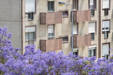 Jakaranda ağacının güzel mor çiçekleri balkonlu ve pencereli apartman cephesinin önünde çiçek açıyor.