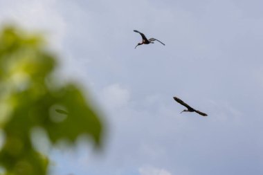 İki ışıltılı aynak bulutlu bir gökyüzünde süzülüyor, ön planda bulanık yeşil yapraklarla belirgin kıvrımlı gagalarını ve kanat açıklıklarını sergiliyorlar.