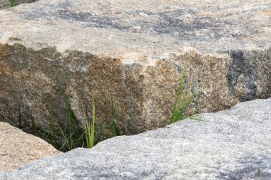 Büyük granit taşların arasında büyüyen çimen yaprakları dayanıklılığı ve doğanın gücünü sembolize ediyor.