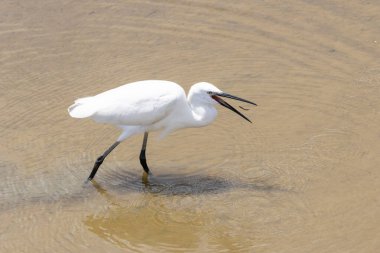 Sığ sularda yüzen küçük balıkçıl bir balık yakalar ve onu gagasında tutar.