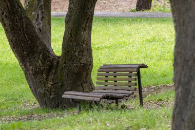 Tahta bank ziyaretçileri, Portekiz, Almada 'da huzurlu bir şehir parkı olan Park Da Paz' daki bir ağacın gölgesinde dinlenmeye davet ediyor.