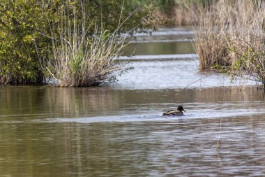Mallard 'ın sakin sularda yüzdüğü lagoa pequena yorumlayıcı uzayı, sesimbra yakınlarındaki bir kuş izleme cenneti, Portekiz