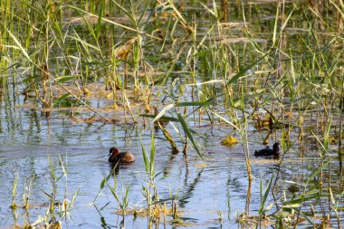 Huzurlu bir gölette sazlıklar arasında yüzen iki küçük yunus, doğal ortamlarının tadını çıkarıyorlar.