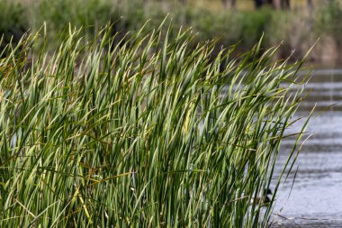 Sazlıklar rüzgârda savruluyor lagoa pequena yorumlama uzayı, sesimbra, Portekiz 'de bir kuş izleme cenneti