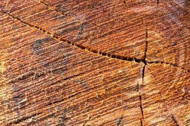 Çatlak ağaç gövdesi yüzeyinin detaylı görüntüsü büyüme halkalarını ve doğal ahşap dokusunu vurguluyor