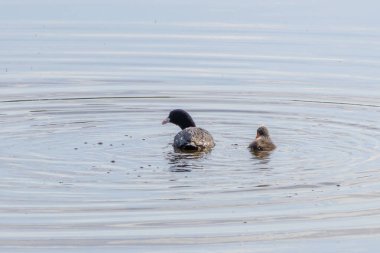 Kızıl topuzlu karga ve yavrusu sakin bir gölde yüzüyor, suda dalgalanmalar yaratıyor.