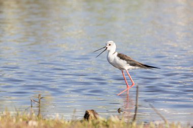 Siyah kanatlı stilt bir gölün sığ sularında gagası açık yürüyor.