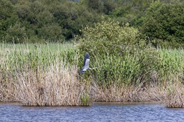 Gri balıkçıl gölün üzerinde uçuyor. Etrafı sazlıklar ve bitkilerle çevrili. Lagoa pequena yorumlayıcı uzayı, simbra, Portekiz...
