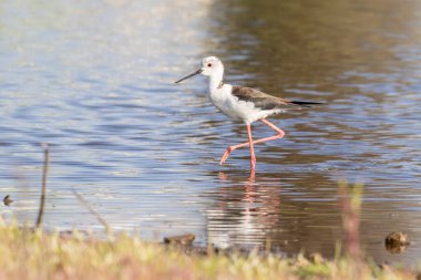 Siyah kanatlı stilt yansımasıyla sığ sularda yürüyor.