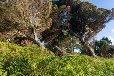 Britanya, Fransa 'da güneşli bir günde eğreltiotu kaplı bir yamaçta iki eğimli deniz çamı büyüyor.