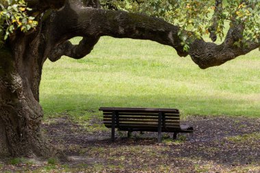 Portekiz, Almada 'da bir şehir parkı olan Park da Paz' da büyük bir ağacın altında boş bir bank. Huzurlu bir dinlenme yeri sunuyor.