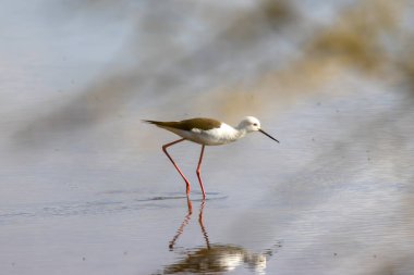 Siyah kanatlı stil bir gölün sığ sularında yiyecek arıyor.