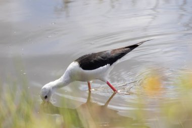 Siyah kanatlı stilt, sığ bir göletten su içerek, suda dalgalanmalar yaratır.