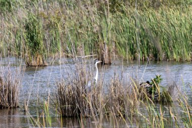 Gri balıkçıl sazlıkta avlanıyor. Lagoa pequena yorumlayıcı uzayı, sesimbra, setubal, Portekiz 'de kuşları izlemek için korunan doğal bir rezerv.
