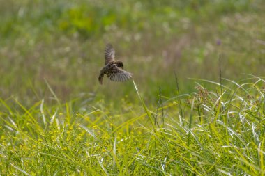 Yeşil çimlerin ve sarı çiçeklerin üzerinde uçan küçük kahverengi kuş.