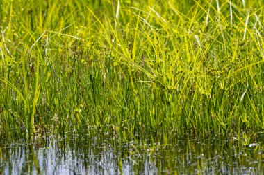 Canlı yeşil çimenler, sulak bir göletin sığ sularında gelişir ve huzurlu bir doğal manzara yaratır.