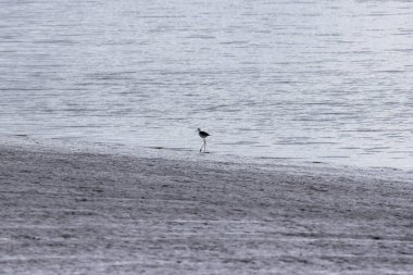 Kara kanatlı stil bulutlu bir günde gölün kıyısında yürüyor sığ sularda yiyecek arıyor.