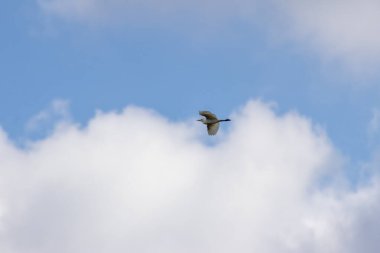 Pofuduk beyaz bulutlarla benekli parlak mavi bir gökyüzünde süzülen sığır yemi.