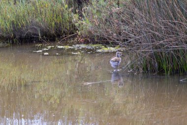 Siyah kanatlı civciv sığ suları keşfeder, altında yansıması parıldar, sazlıklar doğal bir zemin sağlar.