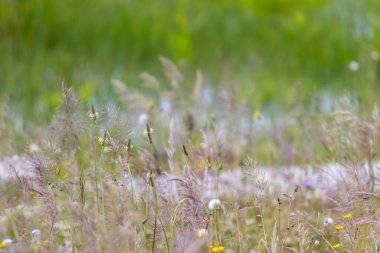 Güneşli bir çayırda büyüyen yabani otlar ve çiçekler huzurlu bir doğal manzara yaratır.