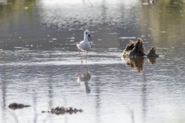 Siyah kanatlı stilt yansıma ve odun parçasıyla sığ sularda yürüyor.