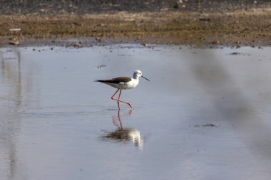 Siyah kanatlı stilt yüzeydeki yansımasıyla sığ sularda yüzüyor.