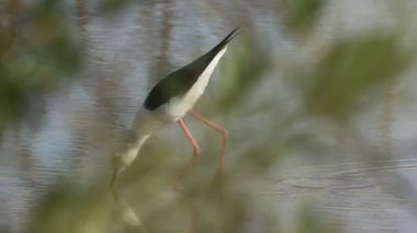 Siyah kanatlı. Sığ sularda yiyecek arıyor.